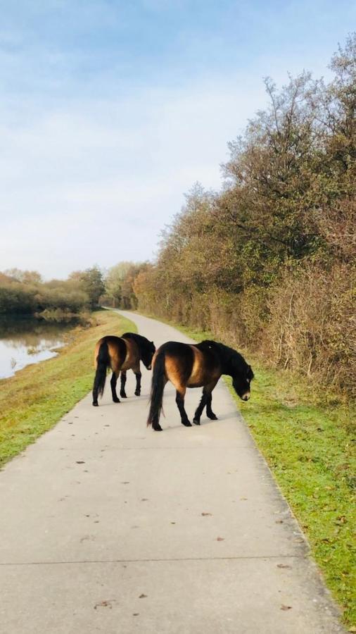 B&B Beach&Bos Oostvoorne Dış mekan fotoğraf